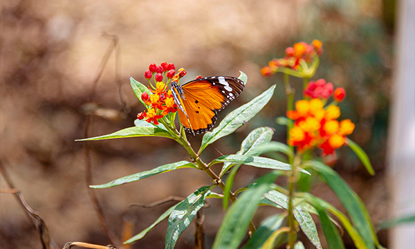 Various species of butterflies flutter around the ecological garden.