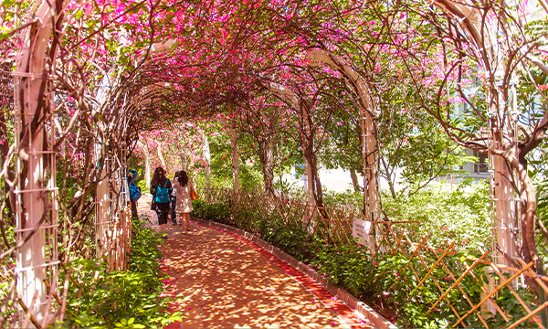 Bougainvillea Flower Corridor